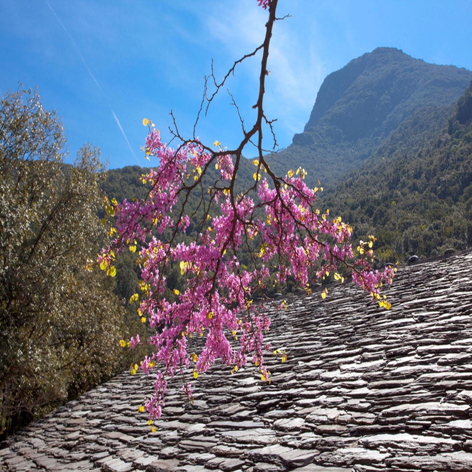 Les Gites Du Cap Corse Nonza Zimmer foto