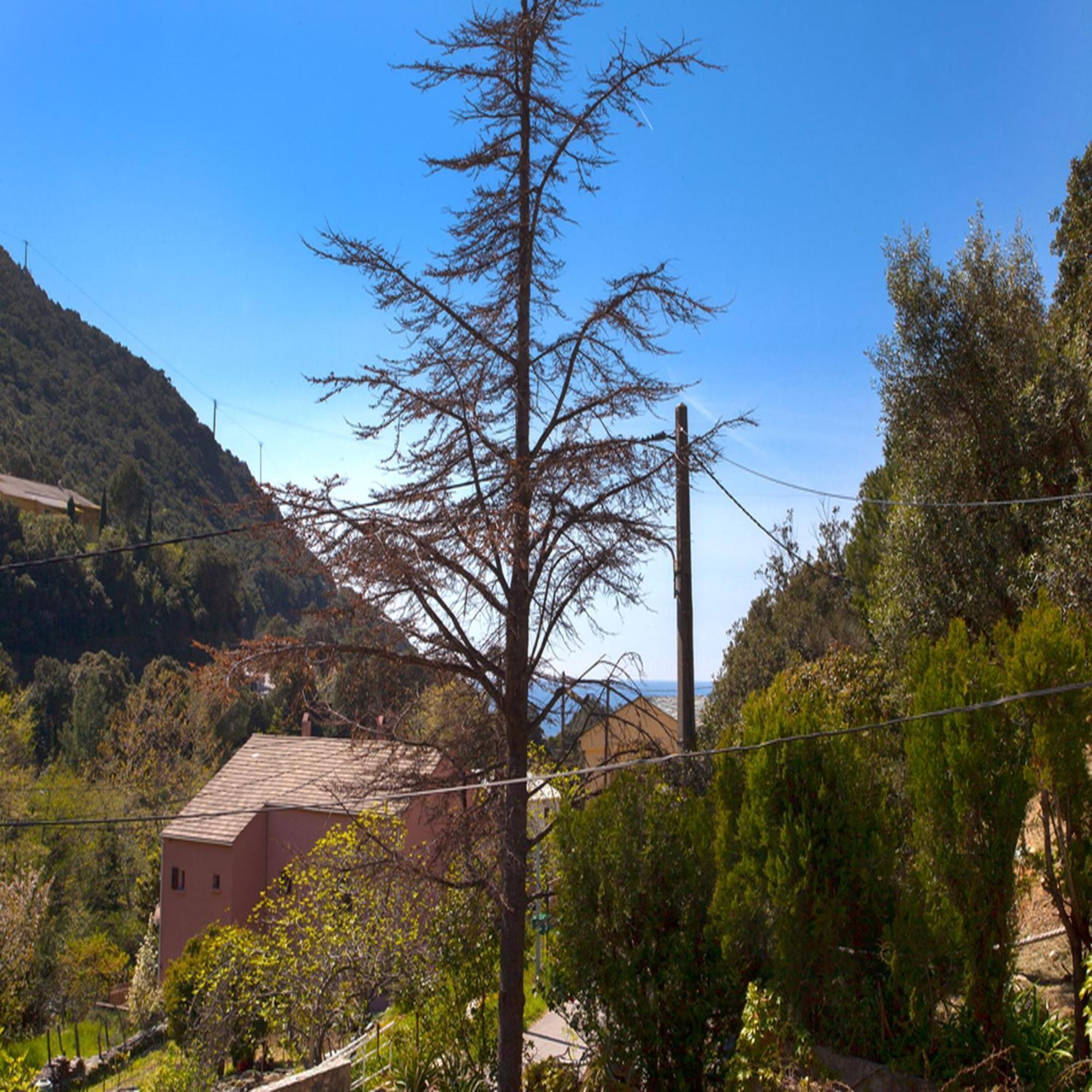 Les Gites Du Cap Corse Nonza Zimmer foto